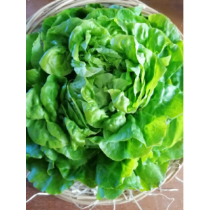 Salade laitue x 12