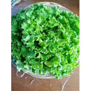 Salade batavia x 12