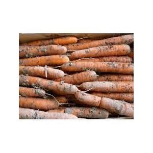 Carottes