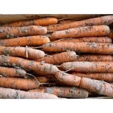 Carottes