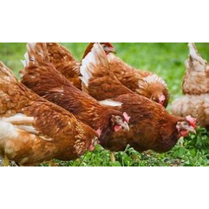 Poules pondeuse bio de réforme