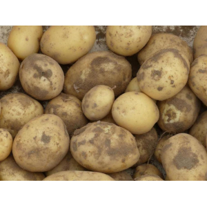 Pommes de terre à chair ferme