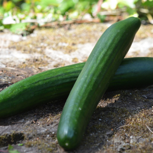 Concombre lisse