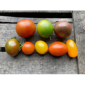 Tomates appéritifs mélimélo (chalette)