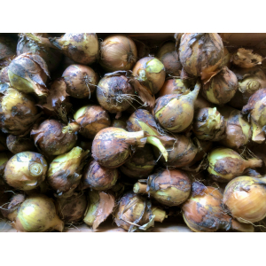 Oignon demi sec jaune