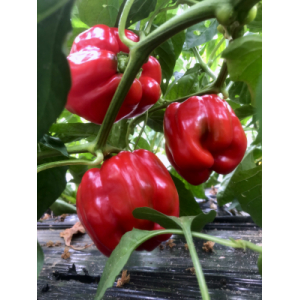 Poivron carré en mélange de couleurs