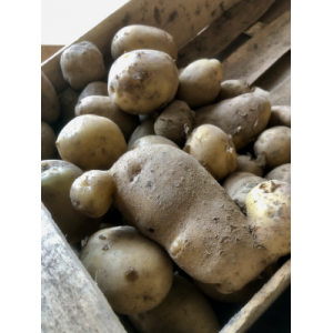 Pomme de terre sirtema