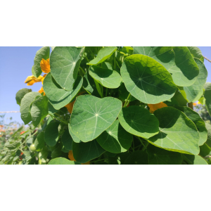 Feuilles de capucines