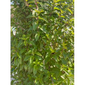 Menthe poivrée