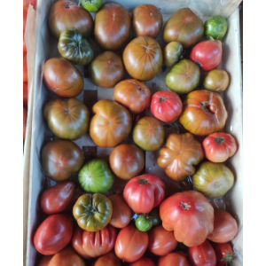Tomates anciennes