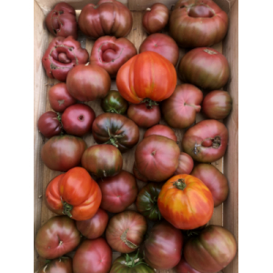 Tomate ancienne noire de crimée