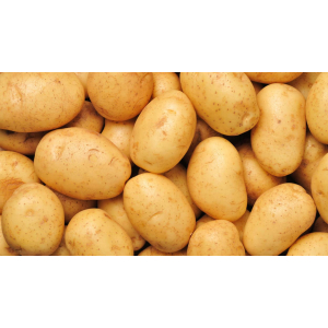 Pomme de terre fontane