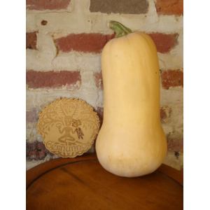 Courge butternut