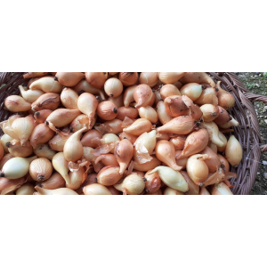 Oignons jaune bio petit calibre