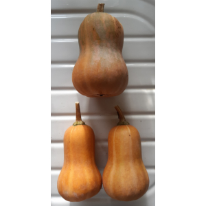 Courge honeynut