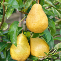 Poire harrow sweet