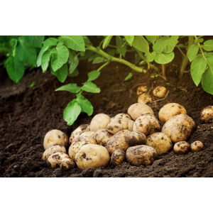 Pomme de terre de consommation agata