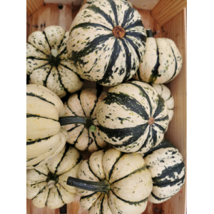 Courge patidou 'sweet dumpling'