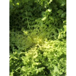 Frisée