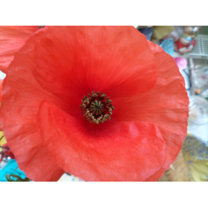 Sirop de coquelicot