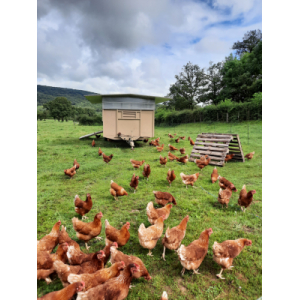 Oeufs fermiers par 6