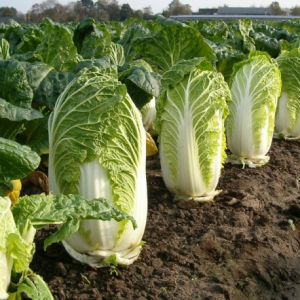 Chou chinois pe tsai