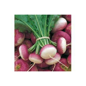 Navet botte primeur