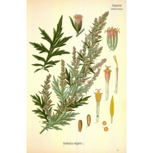 Artemisia vulgaris