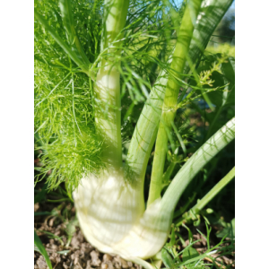 Fenouil de florence