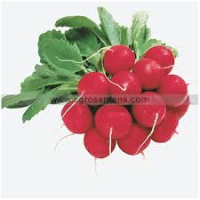 Radis raxe rond rouge