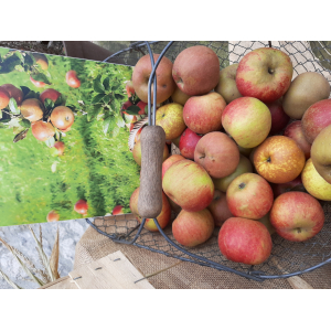 Pommes de notre verger bio