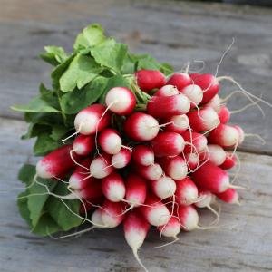 Radis mélangés