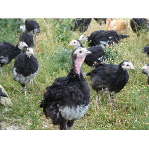 Dinde noire de noël