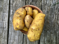 Pommes de terre chair ferme