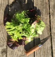Salade mix