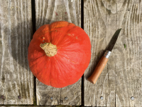 Courge potimarron