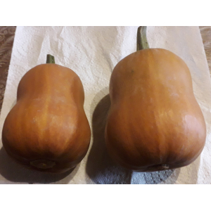 Courge honeynut