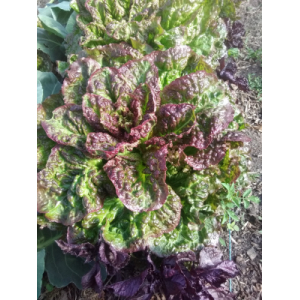 Salade laitue belle du poète