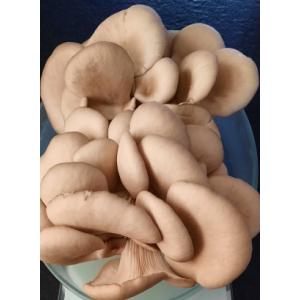 Pleurotes gris frais 250 gr