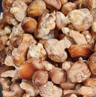 Shiitakes frais 1 kg