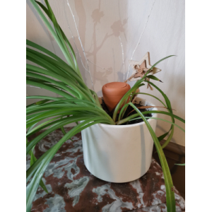 Olla à planter 10cl