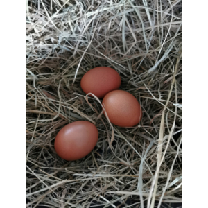 Oeufs bio 'extra frais'