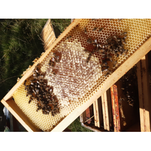 Miel de fleurs d'été 🌸 250 gr