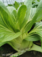 Choux pak choi
