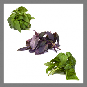 Assortiment de basilics surprises