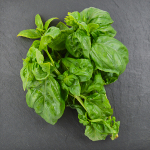 Basilic grand vert