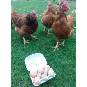 Oeufs fermiers