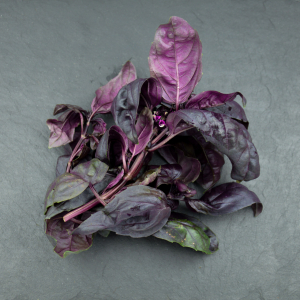 Basilic pourpre
