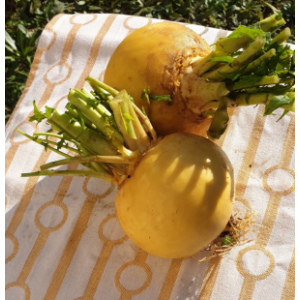 Navet boule d'or botte