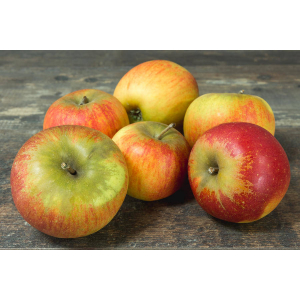 Pomme reine des reinettes